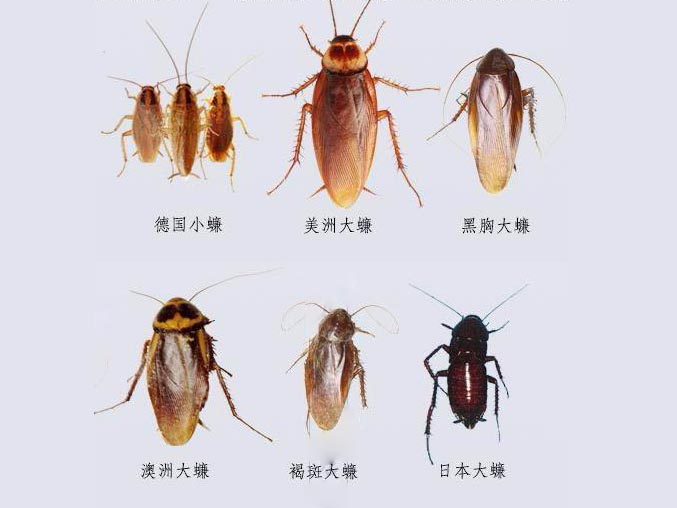 德国小蠊